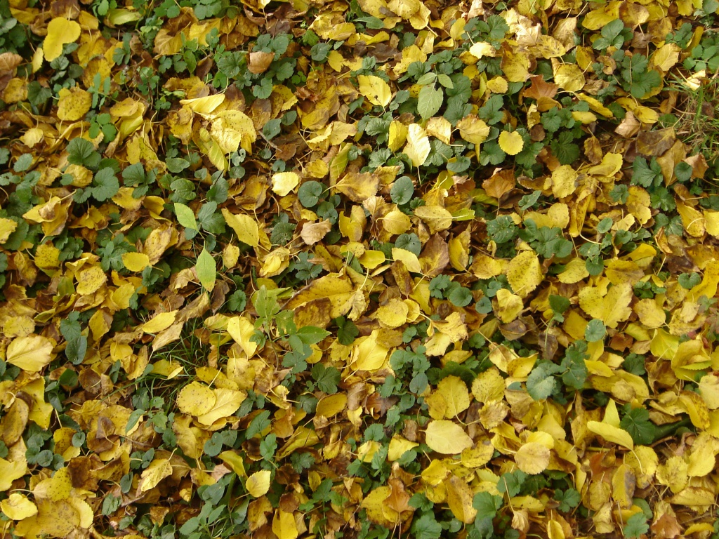 День шуршания листьями