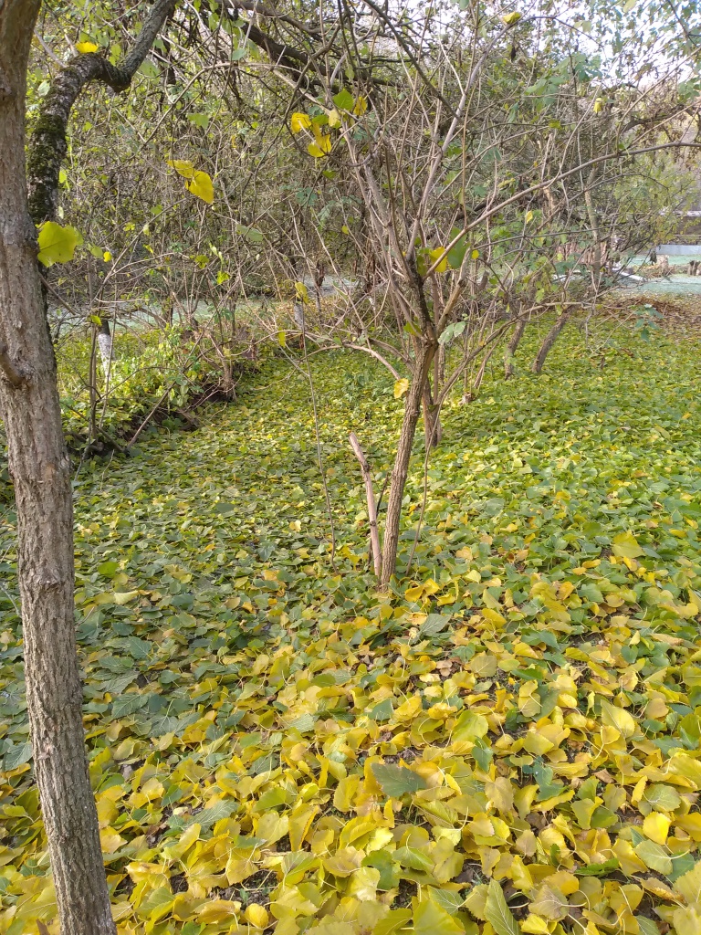 6 ручей под листьями